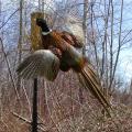 Flushing Pheasant Flushing Pheasant